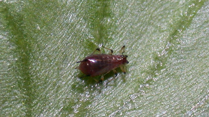 Brown sowthistle aphid is a pest of lettuce crops and is also commonly found on the weed sowthistle